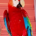 	Perroquet	