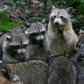 	Racoons	