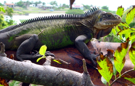 	Iguana delicatissima 	
