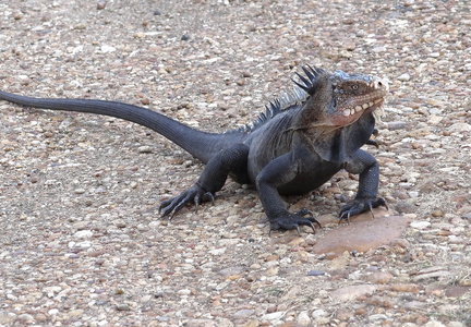 	Iguana delicatissima	