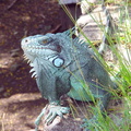 	Iguana Iguana 	