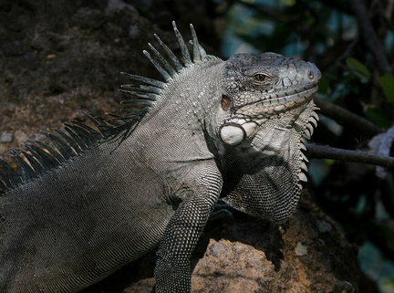 	Iguana Iguana