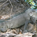 	Iguana Iguana	