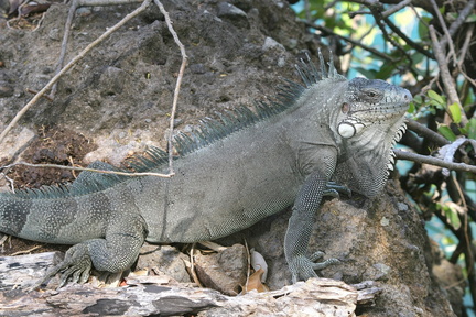 	Iguana Iguana	