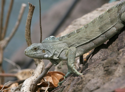 	Iguana Iguana