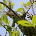 	Iguana delicatissima
