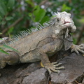 	Iguane hybride	