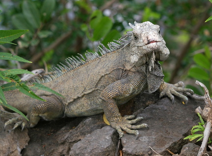 	Iguane hybride	