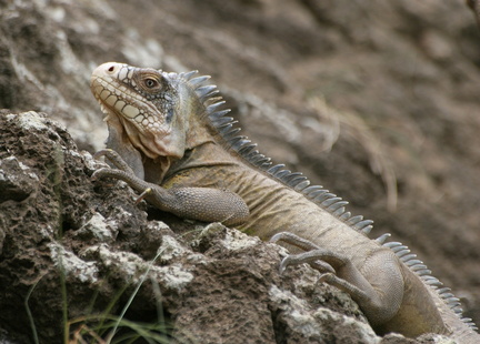 	Iguana delicatissima