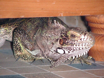 	Iguana Iguana 	