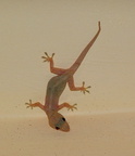 	Hemidactylus mabouia