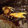 	Crabe cirique	