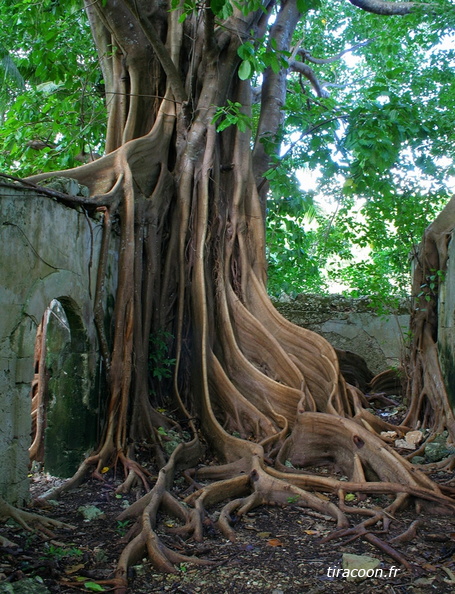 	Ficus sp.