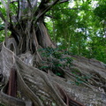 	Ficus nymphaeifolia	