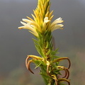 Pitcairnia bifrons