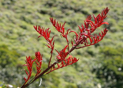 Pitcairnia angustifolia