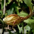 	Epiphyllum oxypetalum