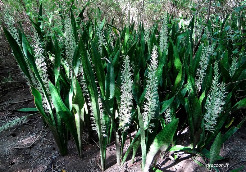 	Dracaena hyacinthoides 