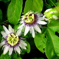 	Passiflora edulis