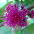 	Syzygium malaccense	