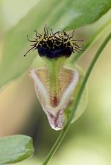 	Aristolochia rugosa