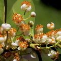 	Calophyllum calaba	