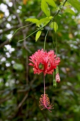 	Hibiscus schizopetalus