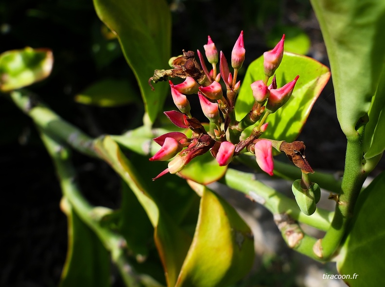 	Euphorbia tithymaloides