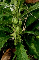 	Hippobroma longiflora