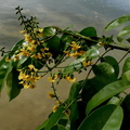 	Pterocarpus officinalis	