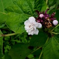 	Clerodendrum chinense
