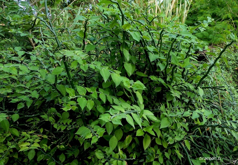 	Euphorbia tithymaloides