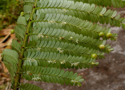 	Phyllanthus mimosoides	