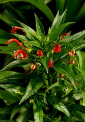 	Lobelia persicifolia