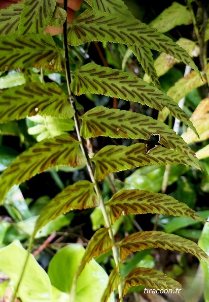 Asplenium salicifolium