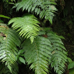 Cyatheaceae