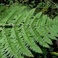 Dennstaedtia obtusifolia