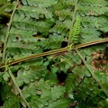 Dennstaedtia obtusifolia