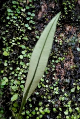 	Elaphoglossum flaccidum