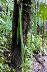 	Elaphoglossum herminieri