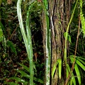	Elaphoglossum herminieri