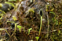	Elaphoglossum feei