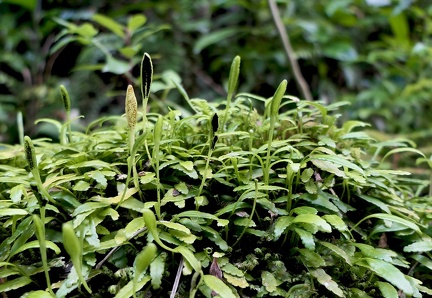 	Elaphoglossum feei