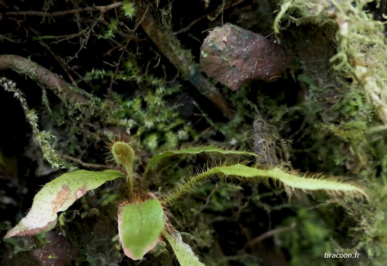 	Elaphoglossum plumieri