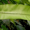 	Elaphoglossum erinaceum