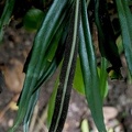 	Elaphoglossum glabellum