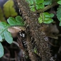 Megalastrum macrotheca