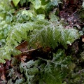 Hymenophyllum hirtellum