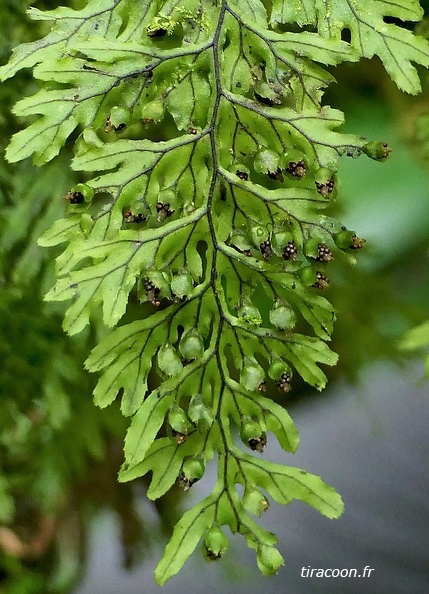 Hymenophyllum ectocarpon
