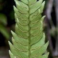 Lindsaea lherminieri 